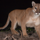 Illustration for article titled Cougars Will Repopulate American Midwest In Next 25 Years